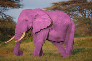 elephant rose
