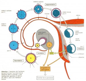 temps rencontre ovule spermatozoide