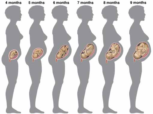 Votre ventre à 5 mois de grossesse