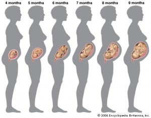 evolution-grossesse