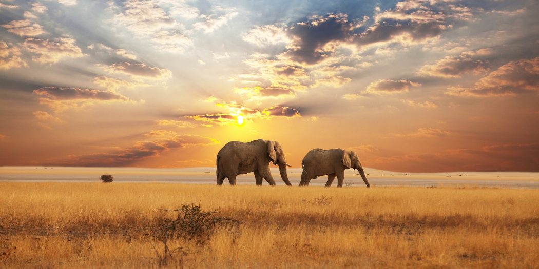 elephants-savane