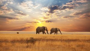 elephants-savane